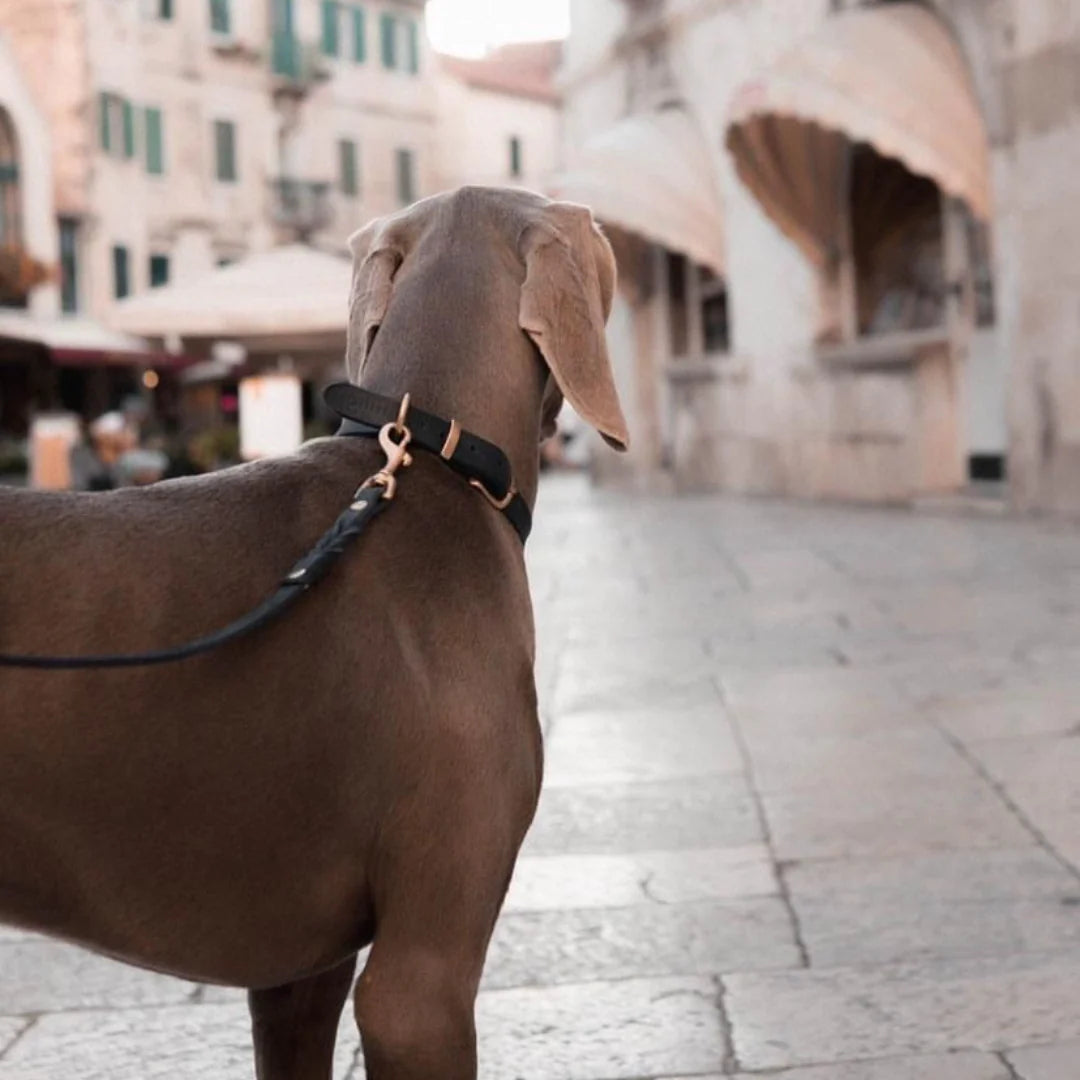 Butter leather dog collar Classic Brown