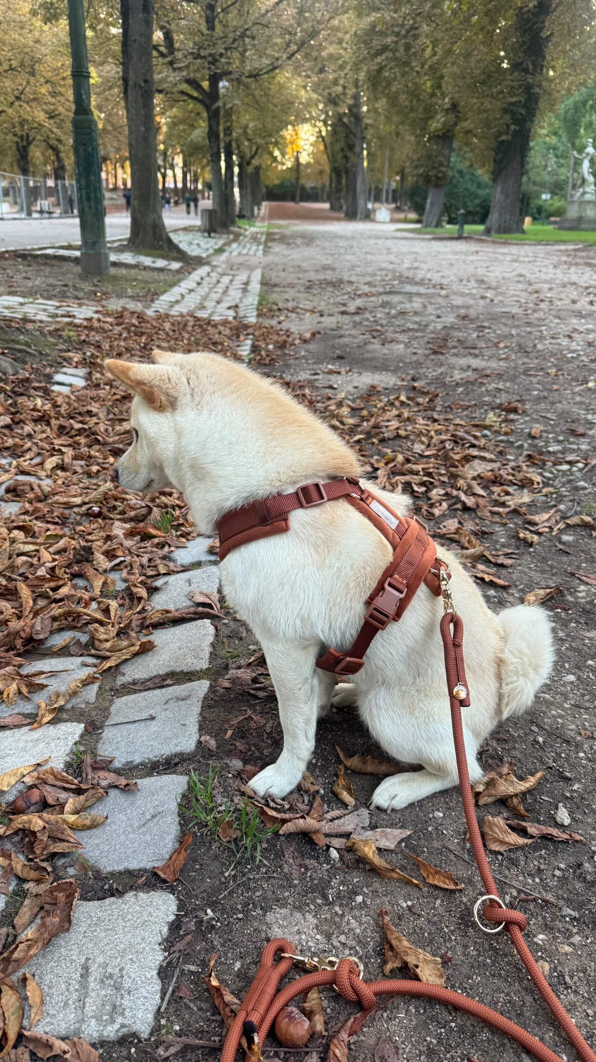 Velvet Dog Harness clay