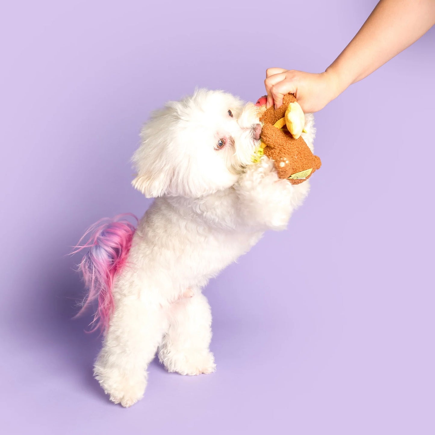 Happy Bear Tofino Nosework Toy