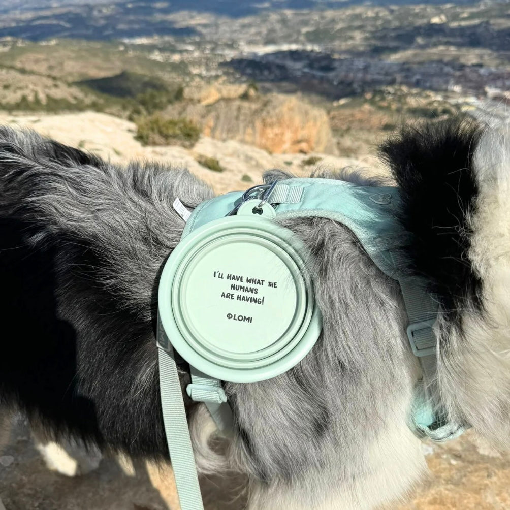 Carryme! Portable water & food bowl for dog