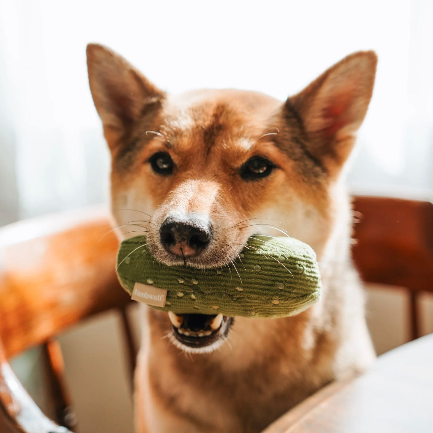 Bagel + Pickle