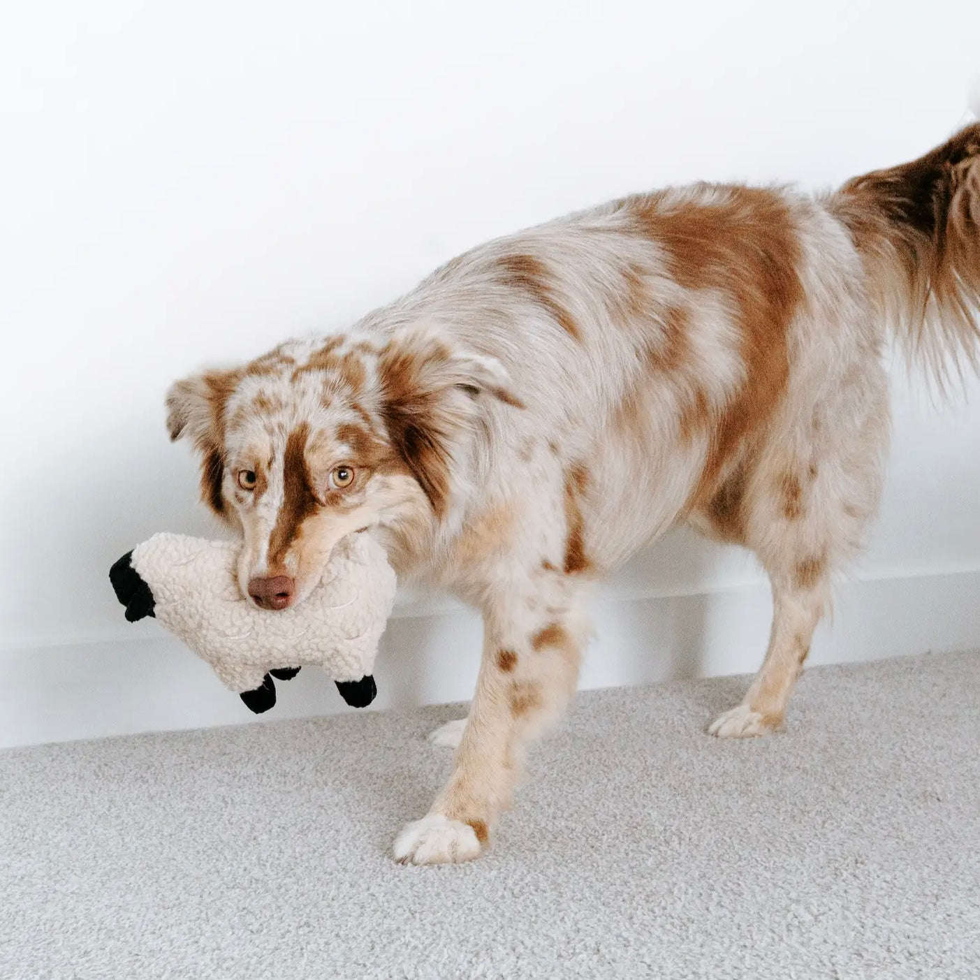 Dolly Lampy Squeaker Toy