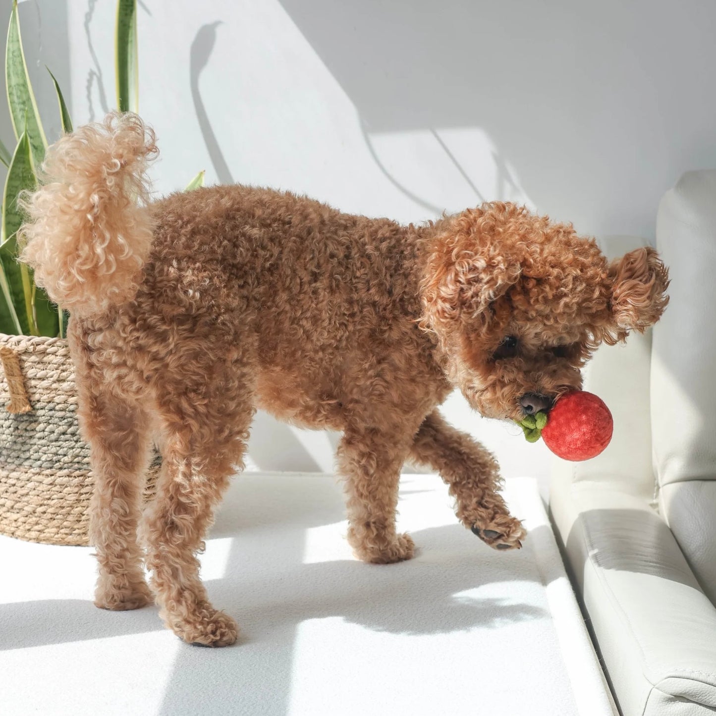Tomato Soup Nosework Toy