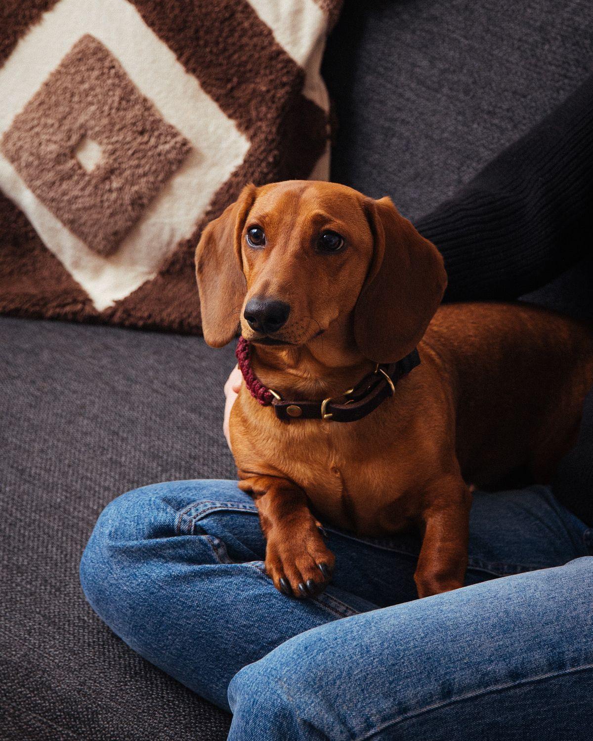 Touch of leather dog collar Redwine