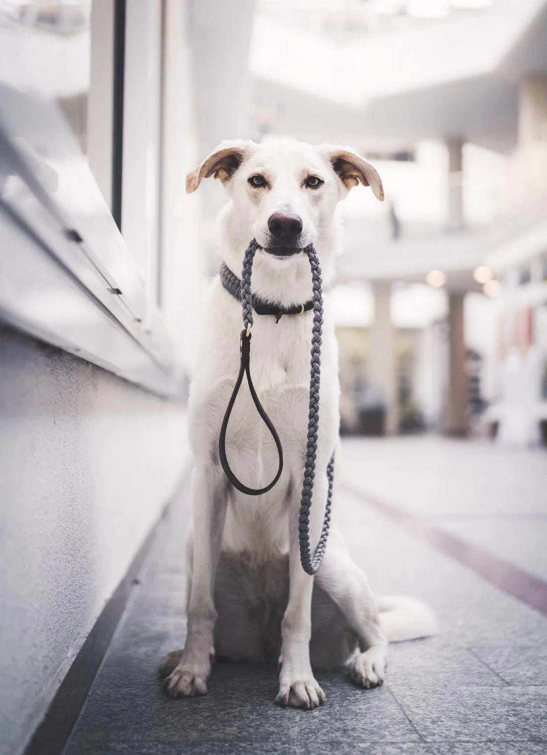 Touch of leather dog leash Grey