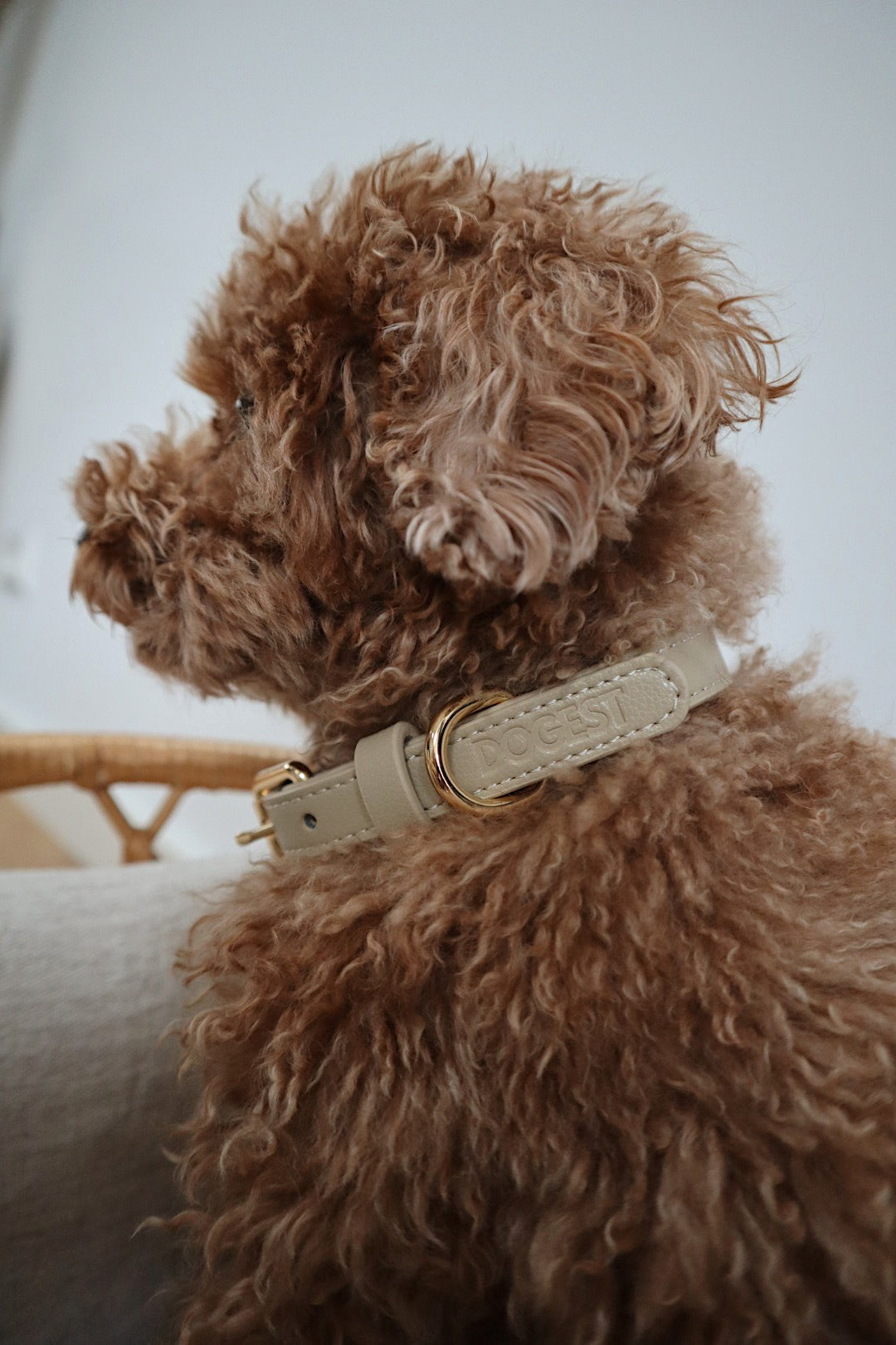 Dog Collar - beige