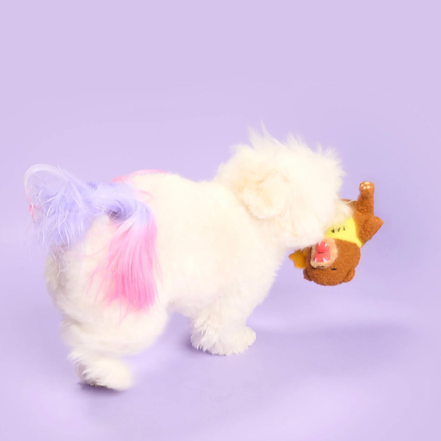 Happy Bear Tofino Nosework Toy