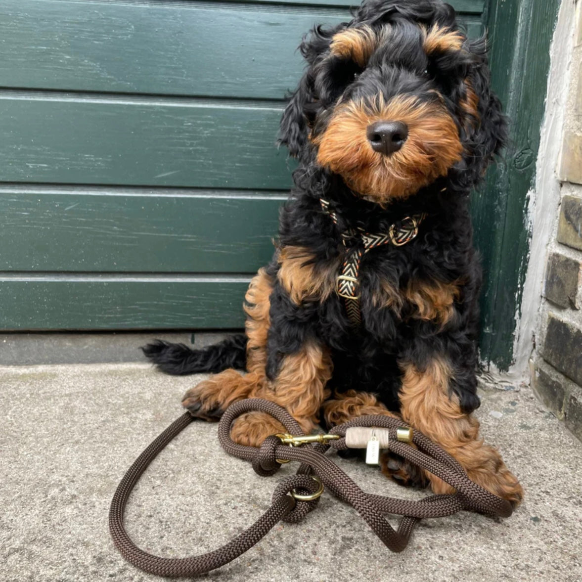 Dog Leash espresso brown