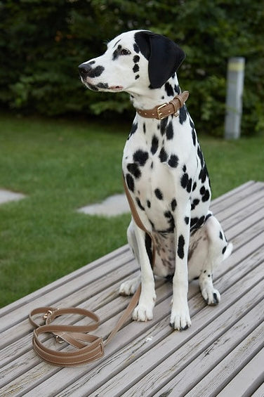 Dog collar Golden Hour