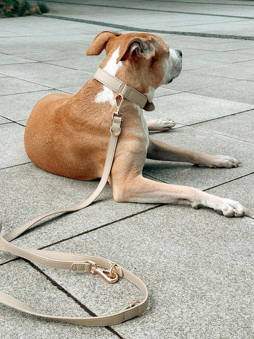 Dog collar Morning Glow