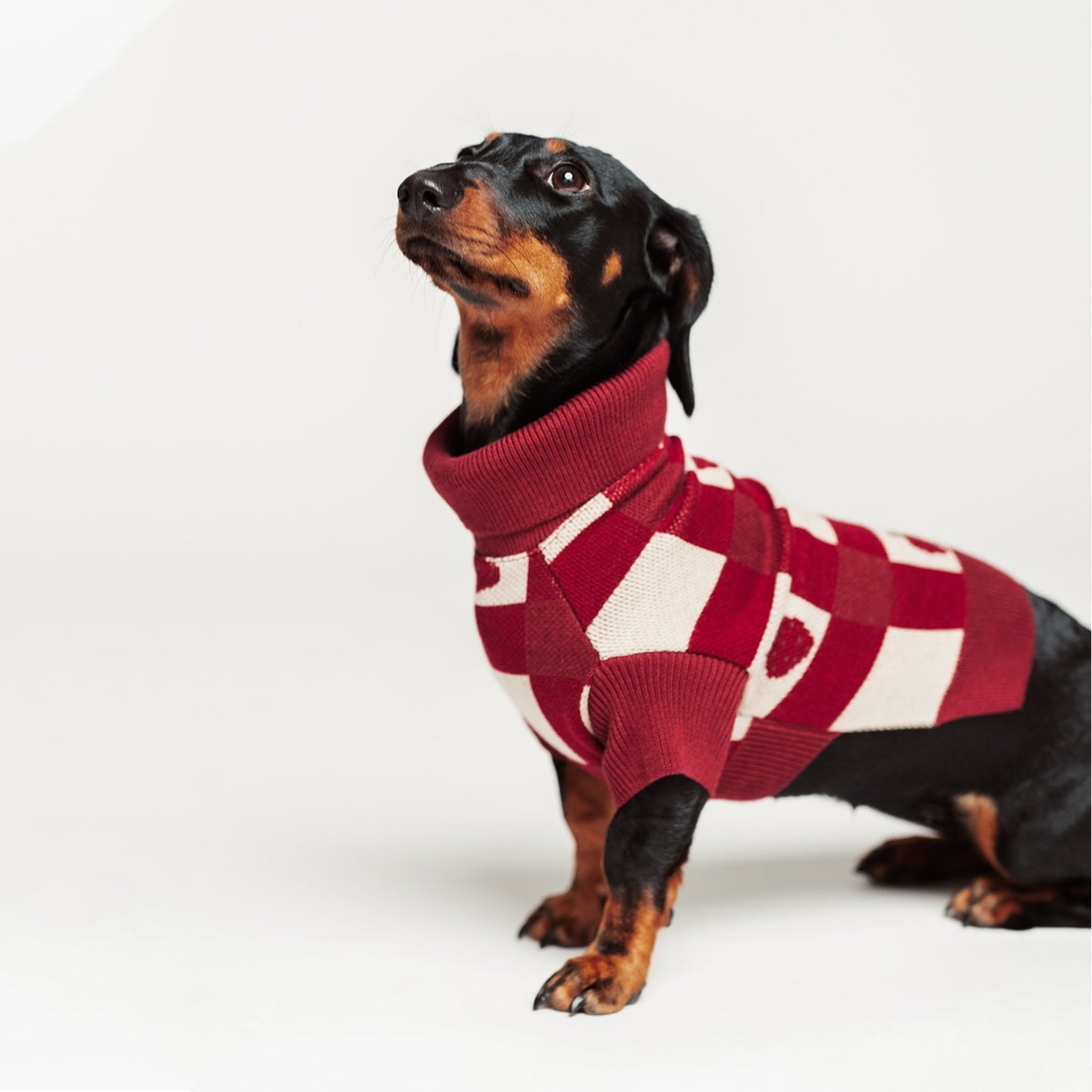 Strawberries dog sweater