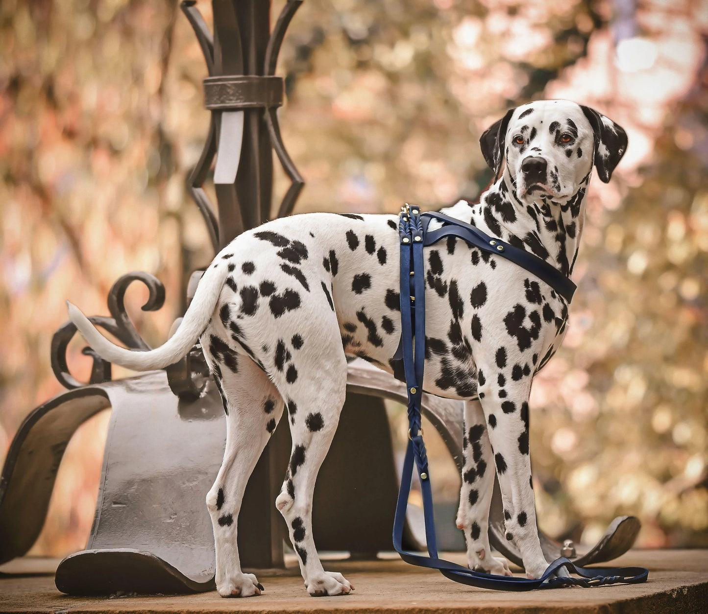 Butter leather 3X adjustable dog leash Navy Blue