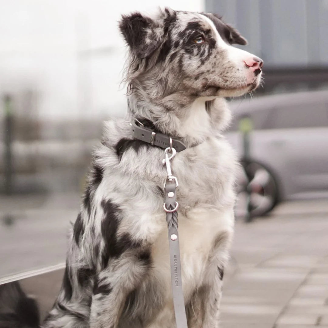 Butter leather dog collar Timeless Grey