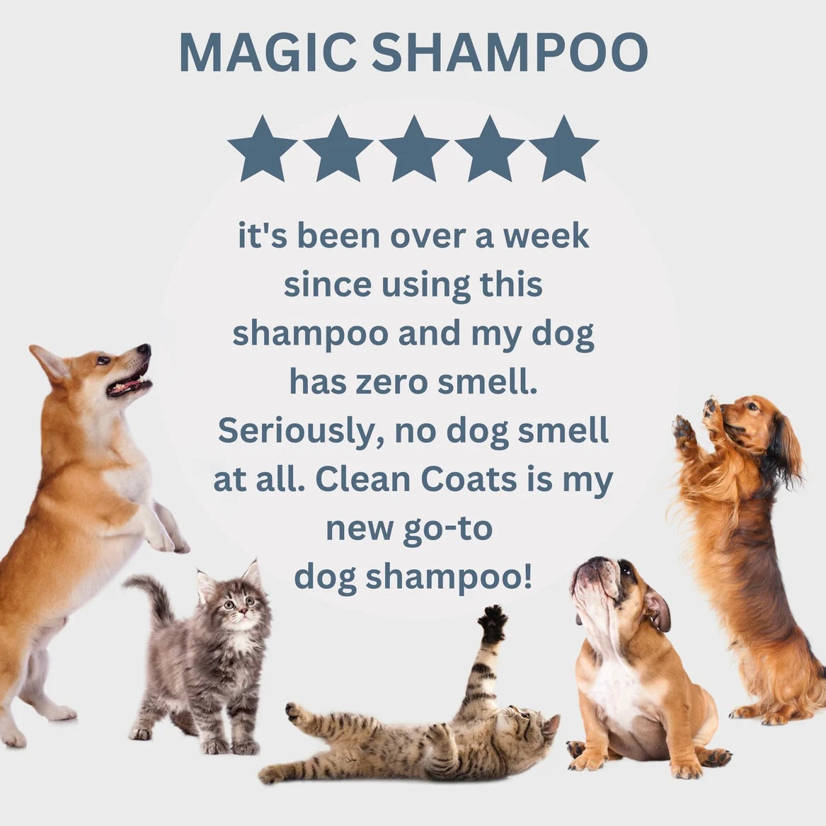 Conditioning Pet Shampoo