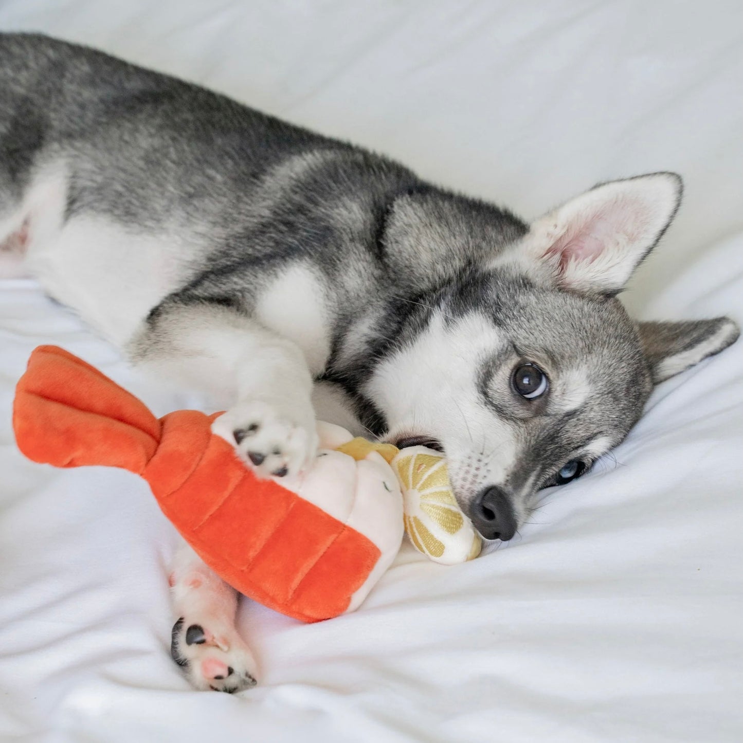Grilled Lobster Nosework Toy