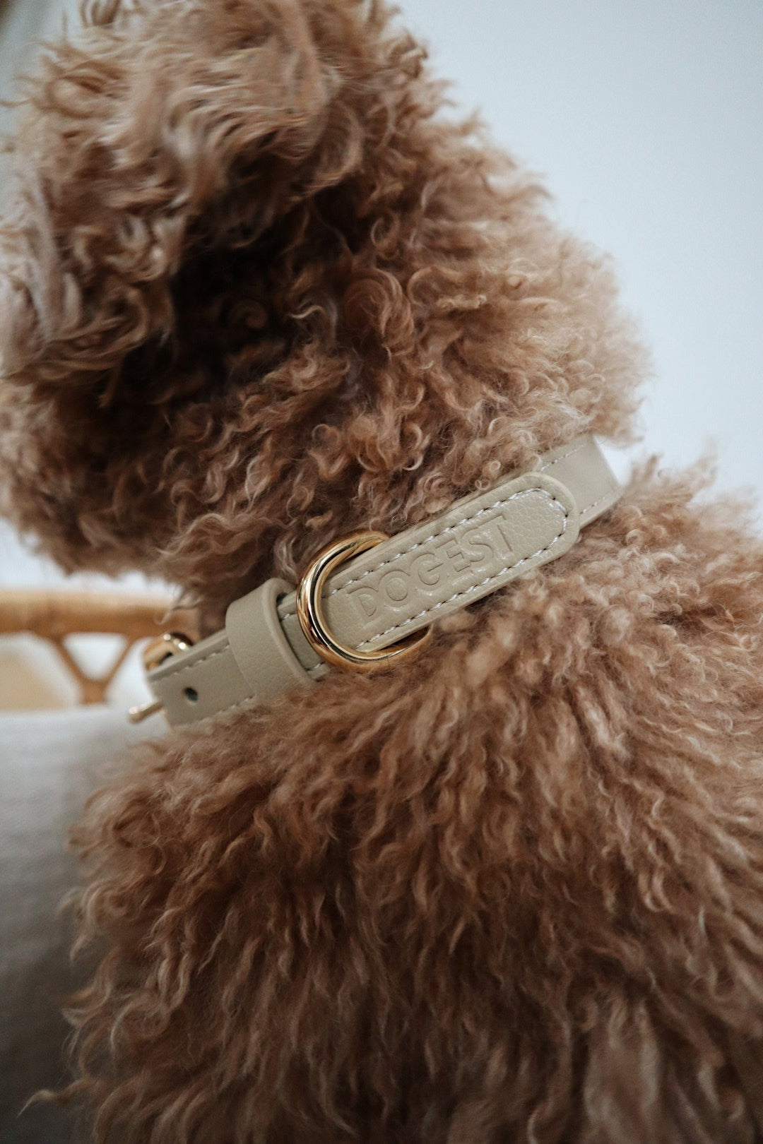 Dog Collar - beige