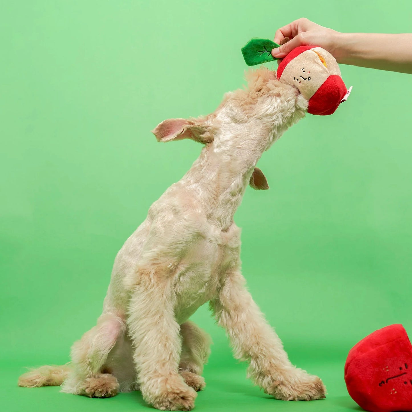 Apple Nosework Toy