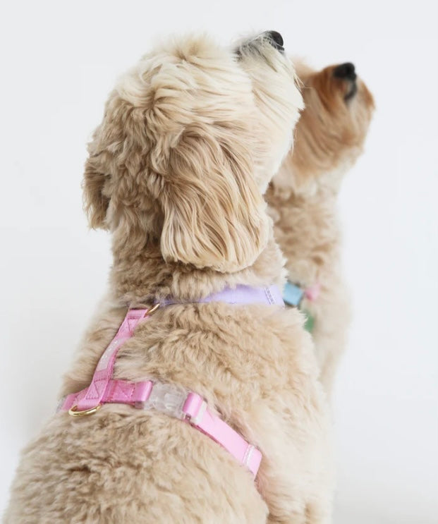 Lavender and Rose Dog Harness