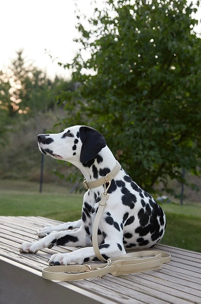 Set of Collar & Leash Morning Glow