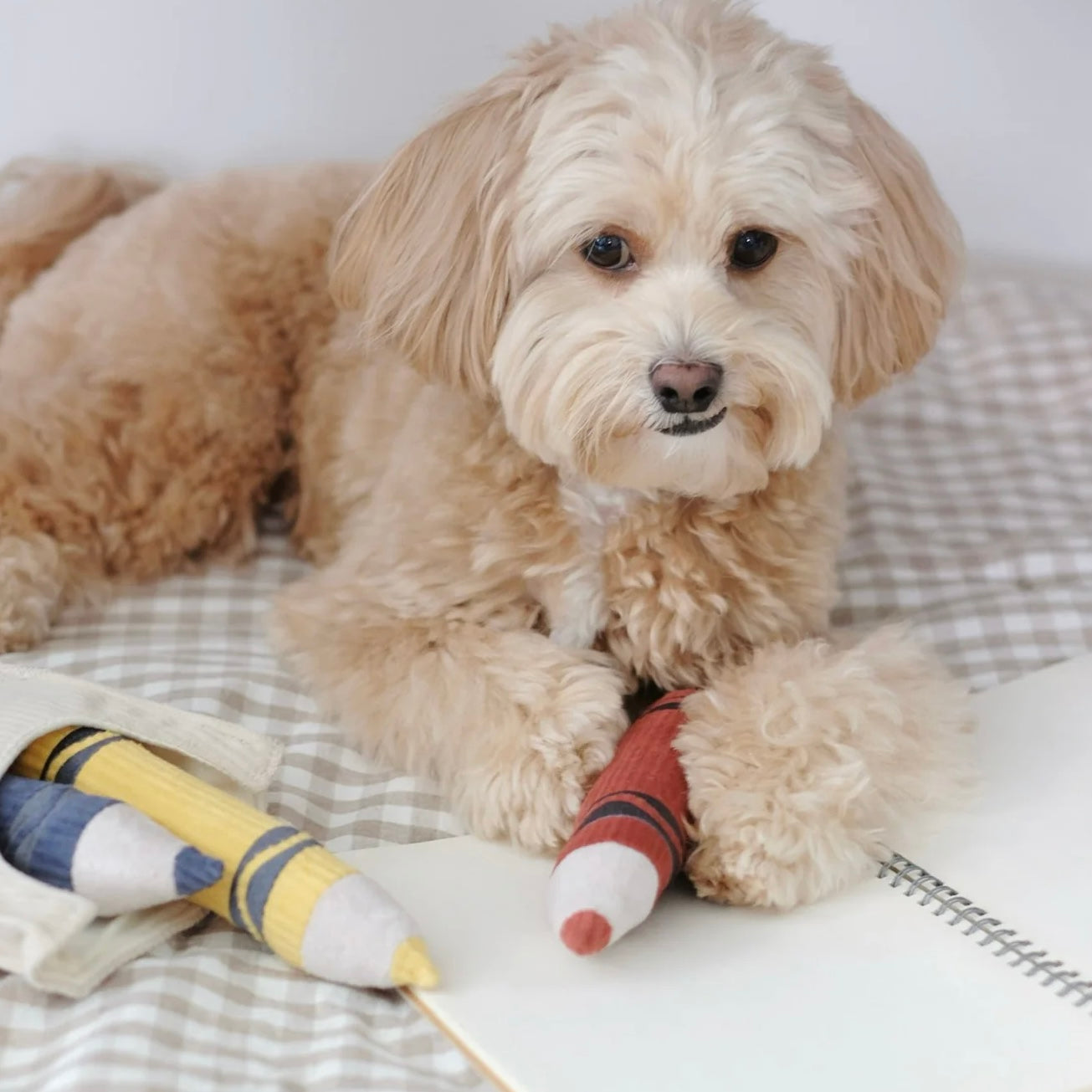 Crayons snuffle toy