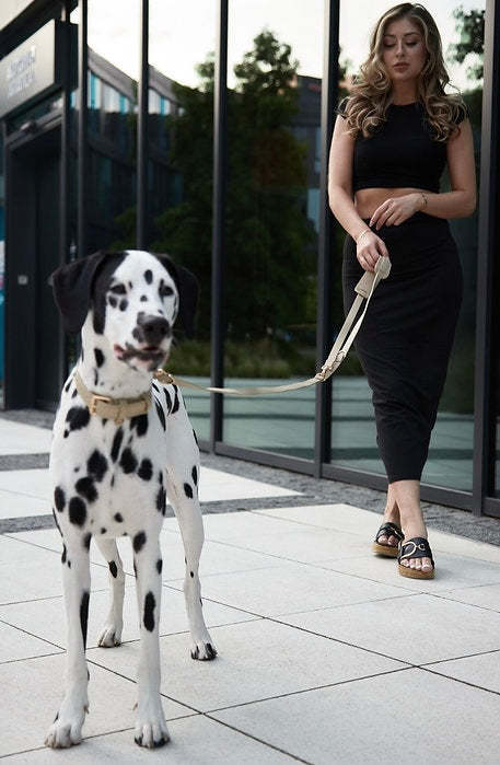 Dog Leash Morning Glow