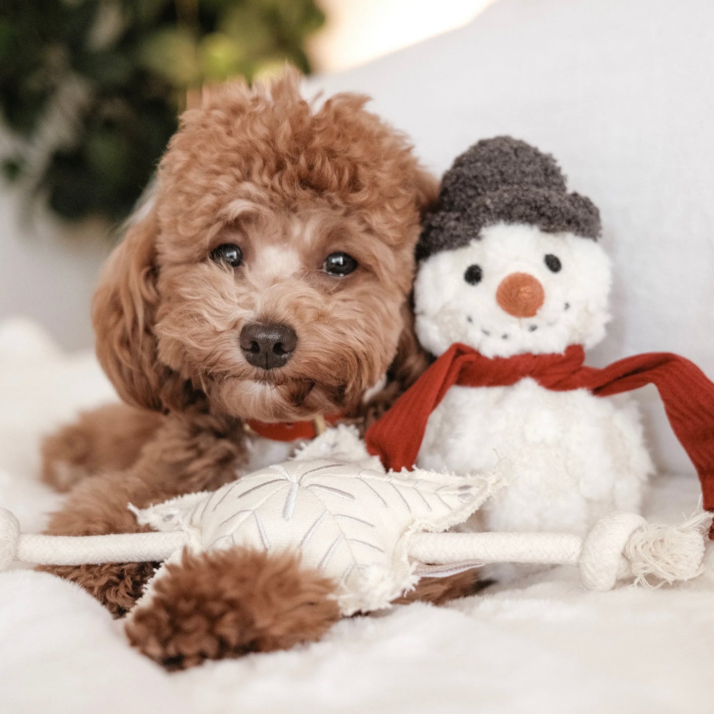 Snowman Dog toy