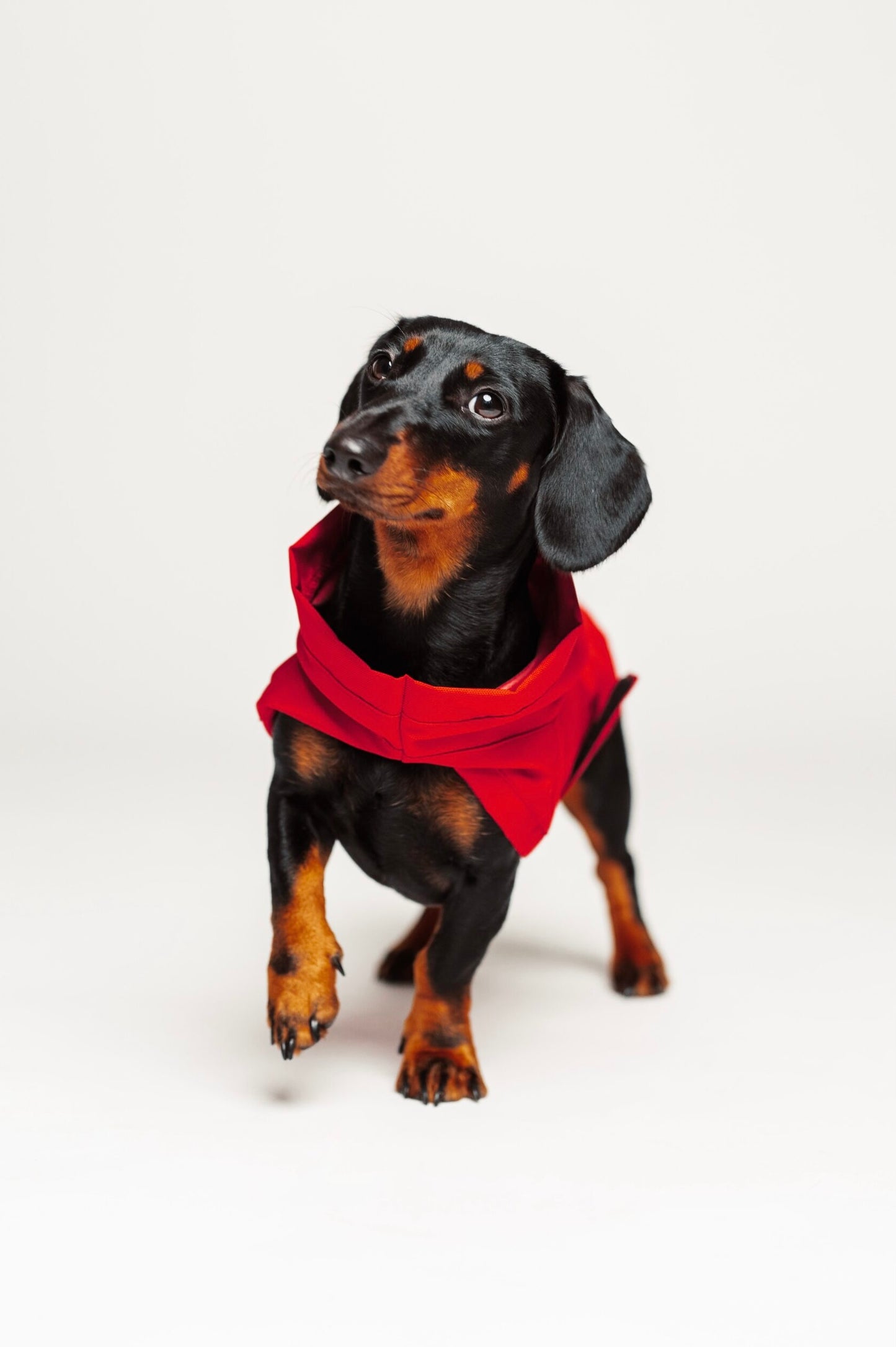 Dog raincoat red