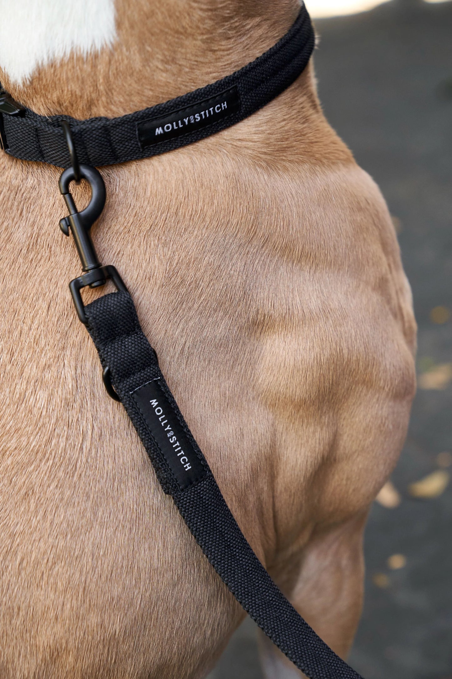 Soft rock adjustable leash Black