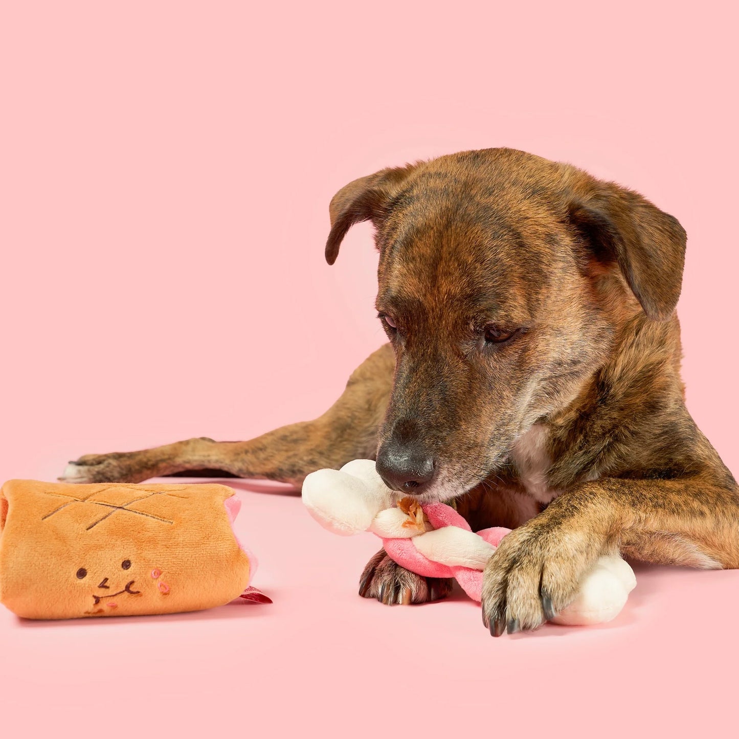 Bone Appétit Nosework Toy