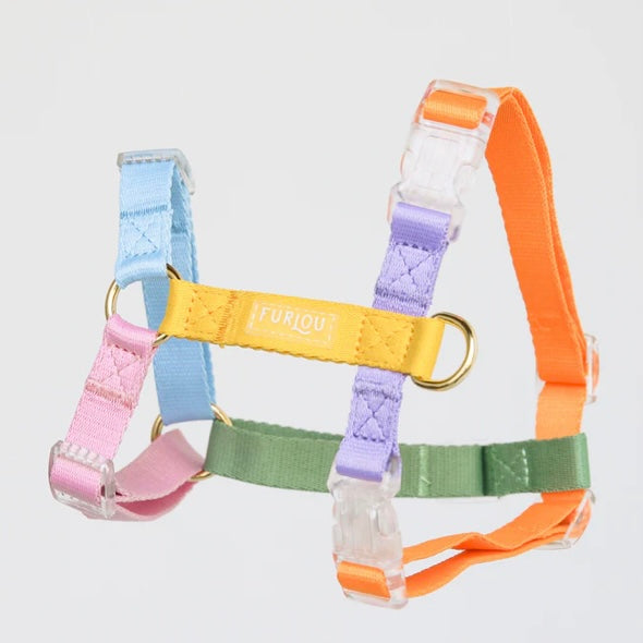 Rainbow Dog Harness