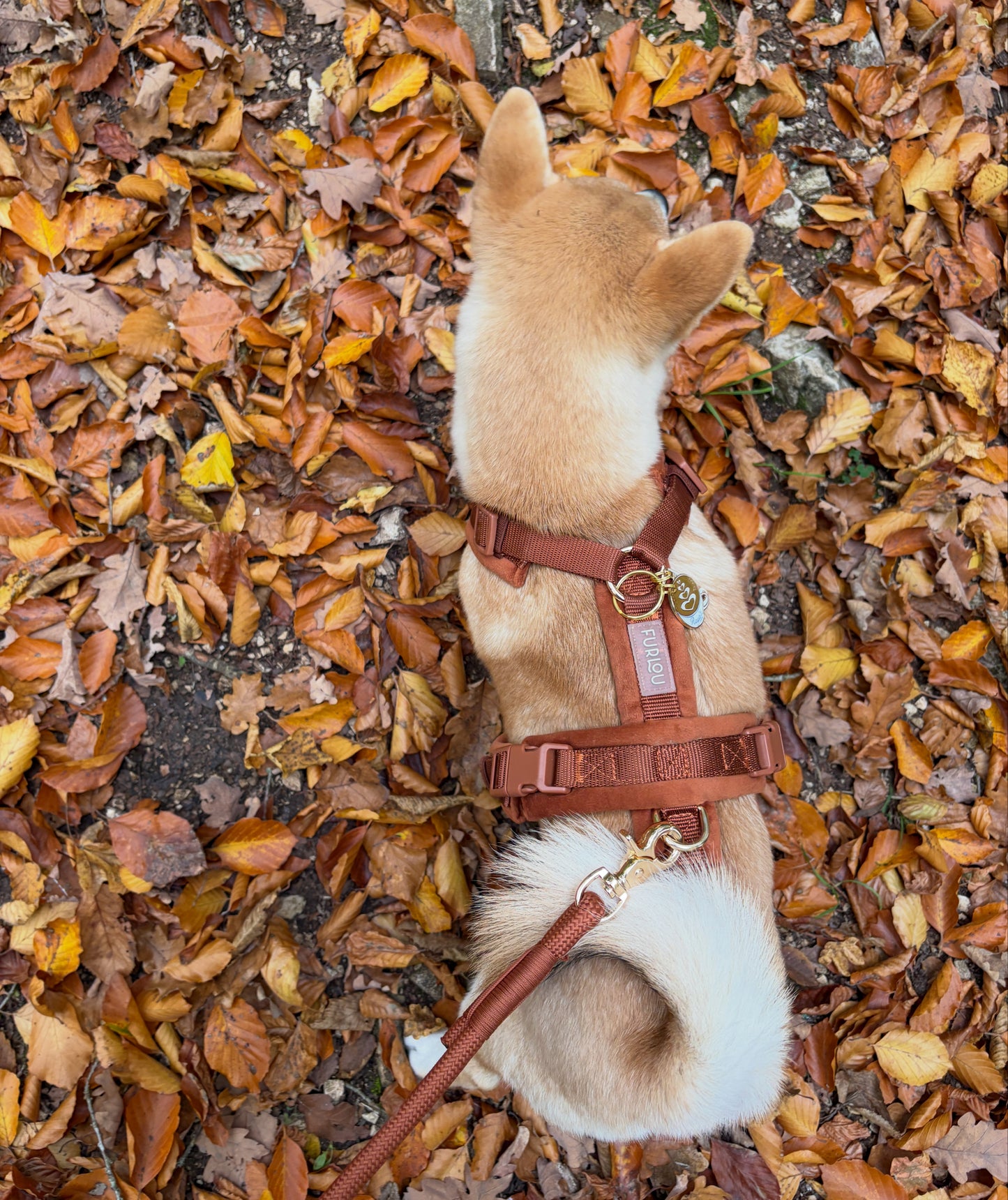 Velvet Dog Harness clay