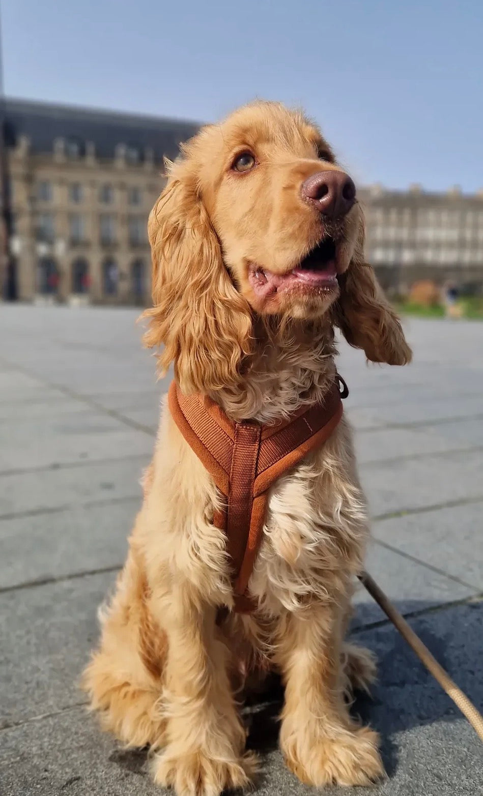 Velvet Dog Harness clay