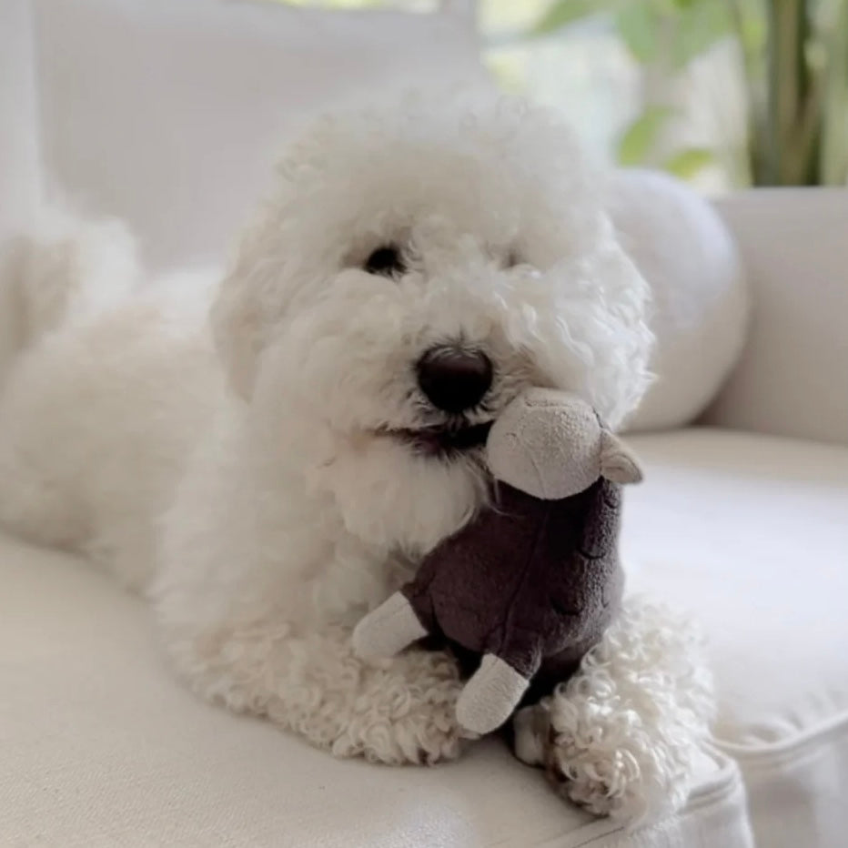 Barry dog toy