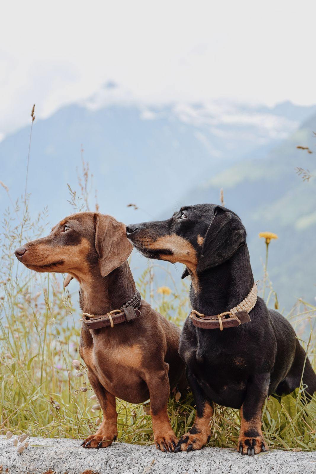 Touch of leather dog collar Chocolate