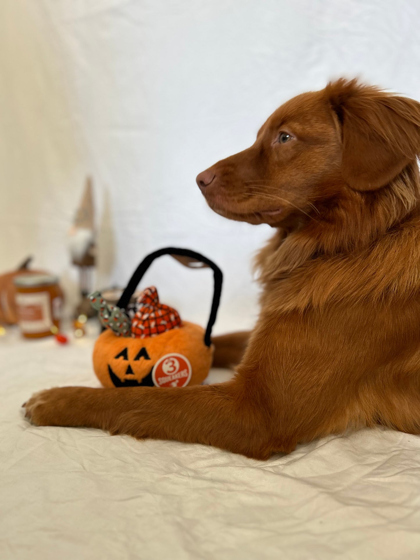 Halloween Pumpkin Basket + 3 Bonbons