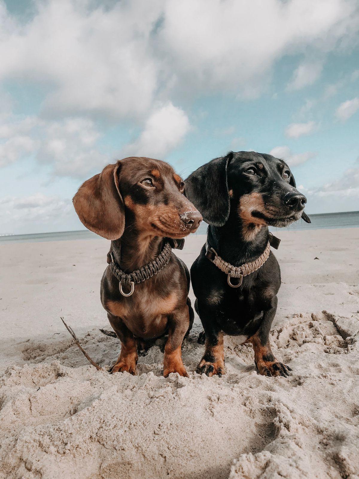 Touch of leather dog collar Chocolate