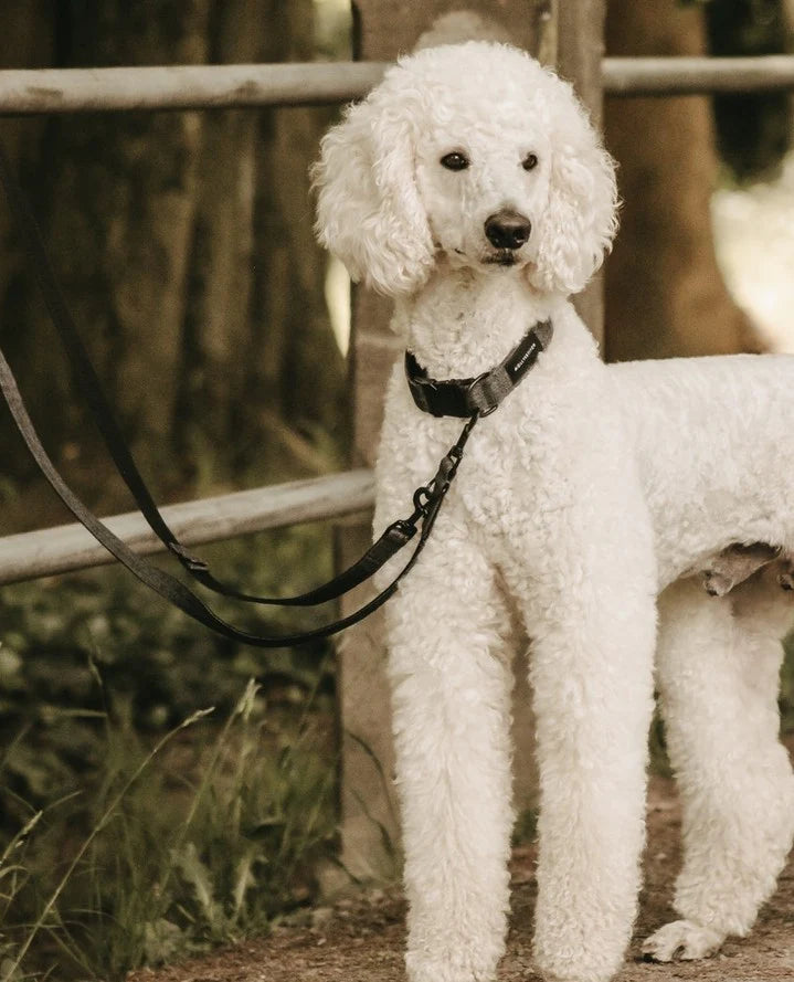 Soft rock adjustable leash Grey