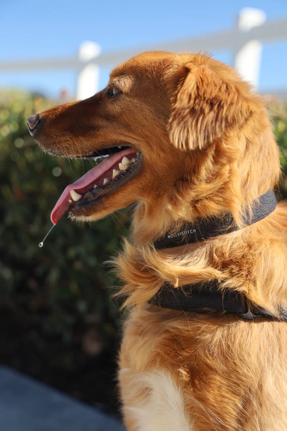 Soft rock collar Black