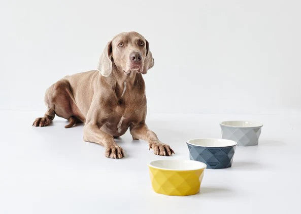 Feeding bowl Eiby ceramic Yellow