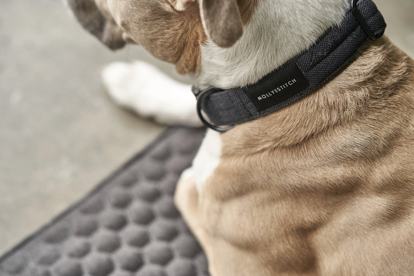 Soft rock collar Black