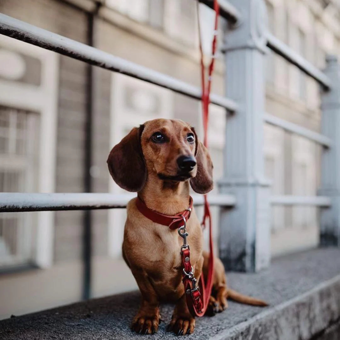 Butter leather 3X adjustable dog leash Chili Red