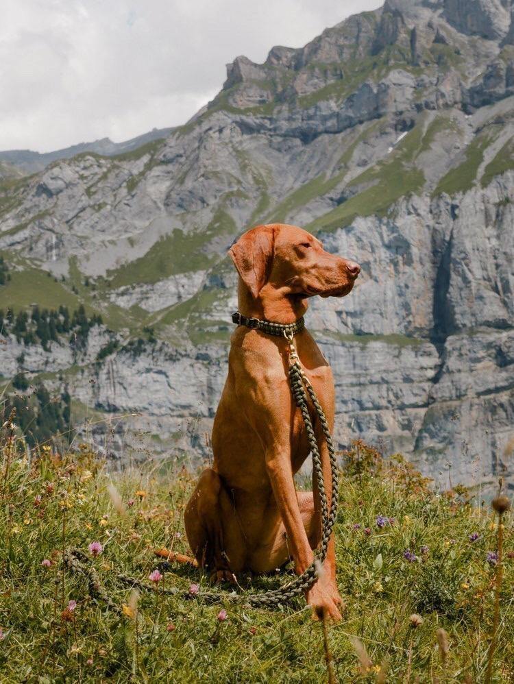 Touch of leather dog collar Military